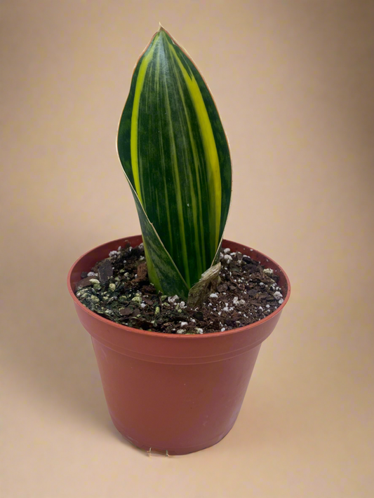 Variegated Shark Fin Snake Plant