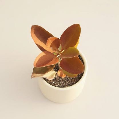 Kalanchoe Orgyalis - Copper Spoons
