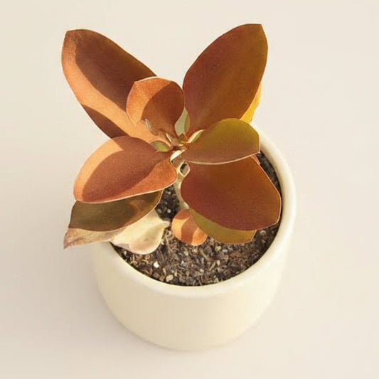 Kalanchoe Orgyalis - Copper Spoons