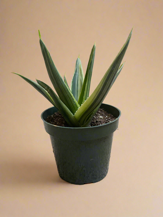 4.5” Variegated Aloe Nobilis