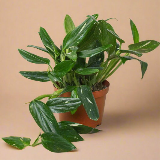 Monstera 'Standeleyana Albo Variegated'