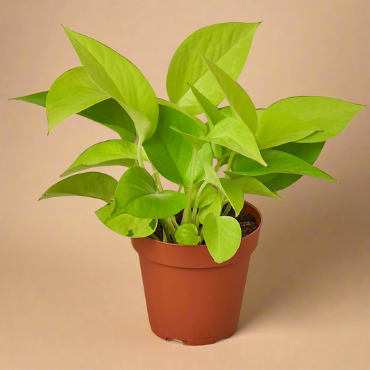 Neon Pothos