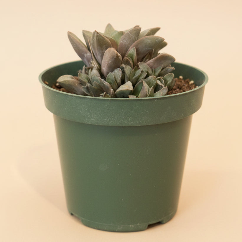 Haworthia mutica in a 4.5” Grower’s Pot