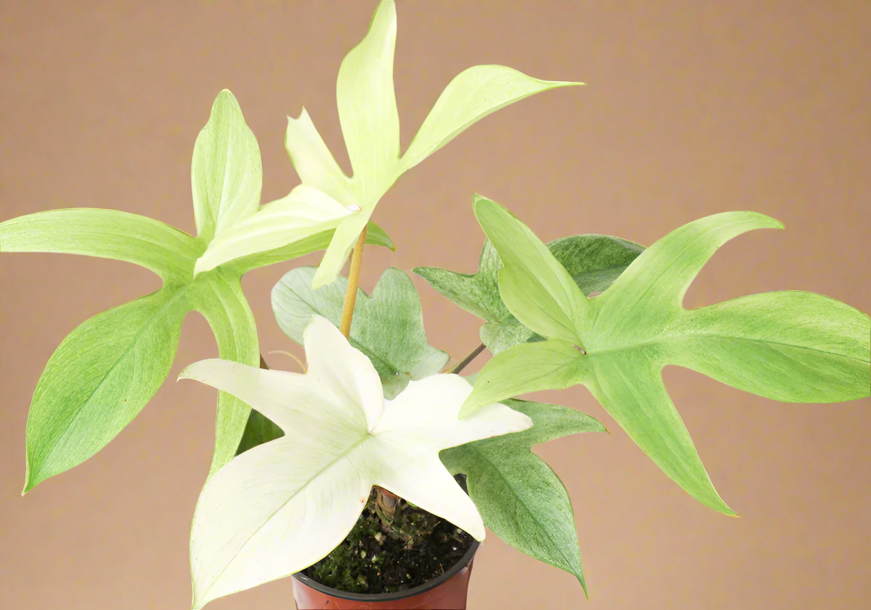Philodendron 'Florida Ghost'