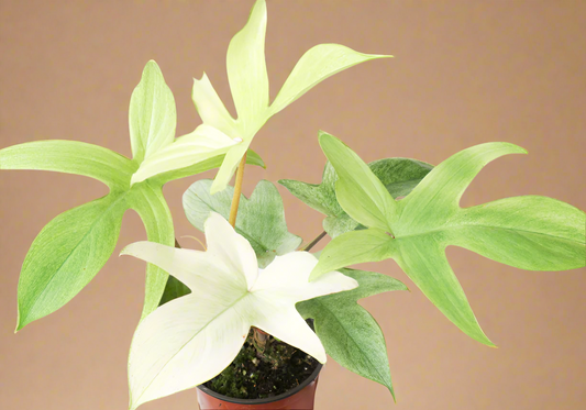 Philodendron 'Florida Ghost'