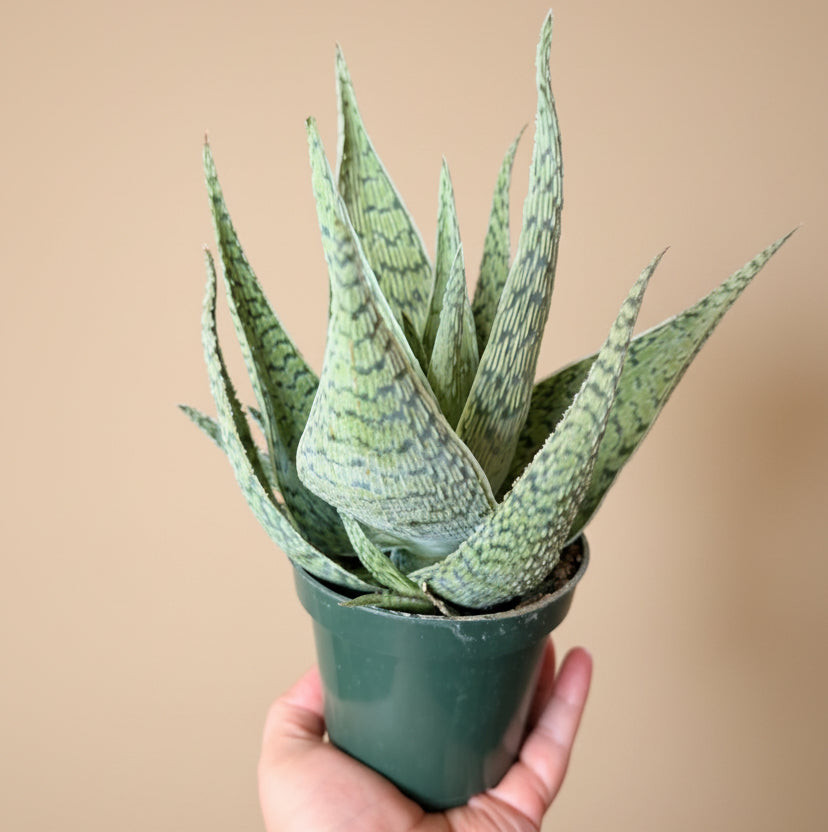 Aloe - Delta Lights 4.5” pot