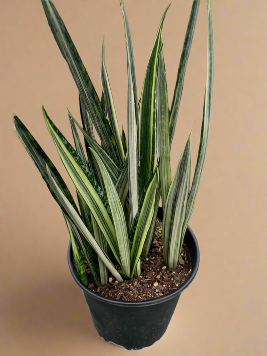 Sansevieria Trifasciata 'Bantel's Sensation'
