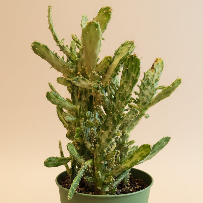 Joseph’s Coat Cactus-Opuntia monacantha ‘Variegata’ 4.5” pot