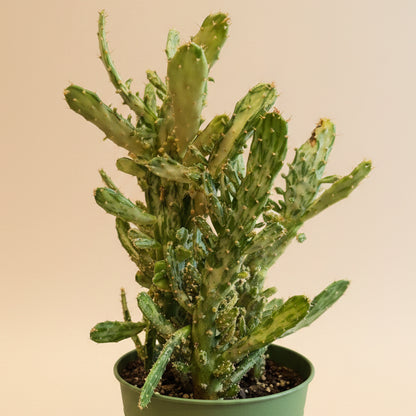 Joseph’s Coat Cactus-Opuntia monacantha ‘Variegata’ 4.5” pot