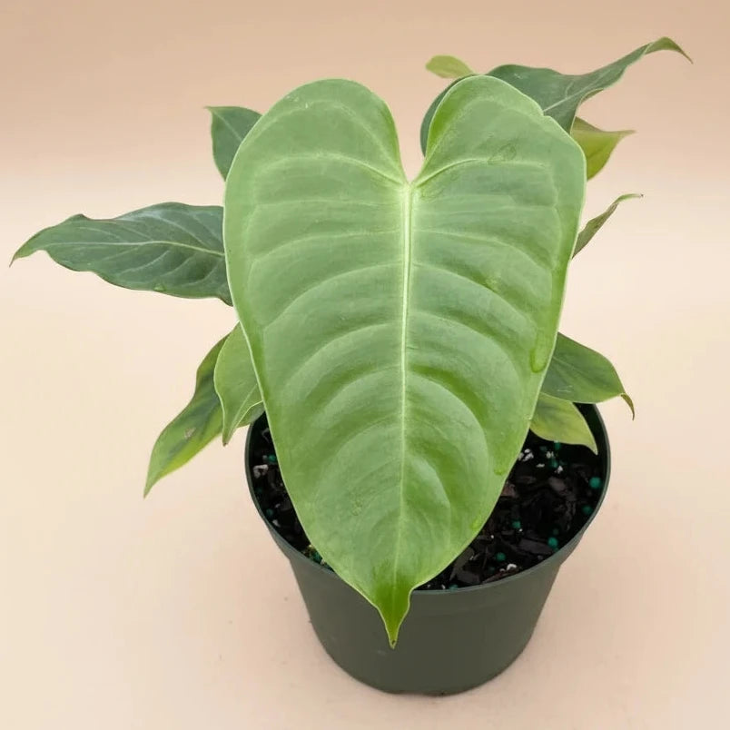 Anthurium 'Veitchii'