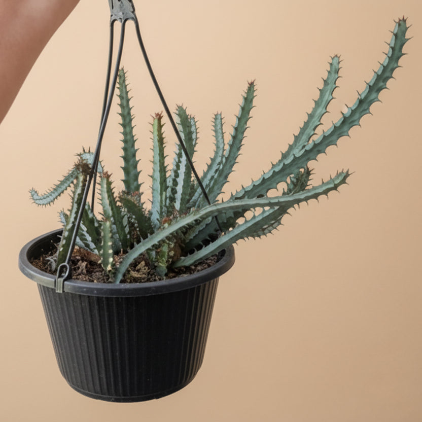 Euphorbia Greenwayi 10”