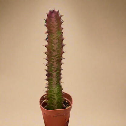 Succulent Euphorbia 'Trigona Rubra'