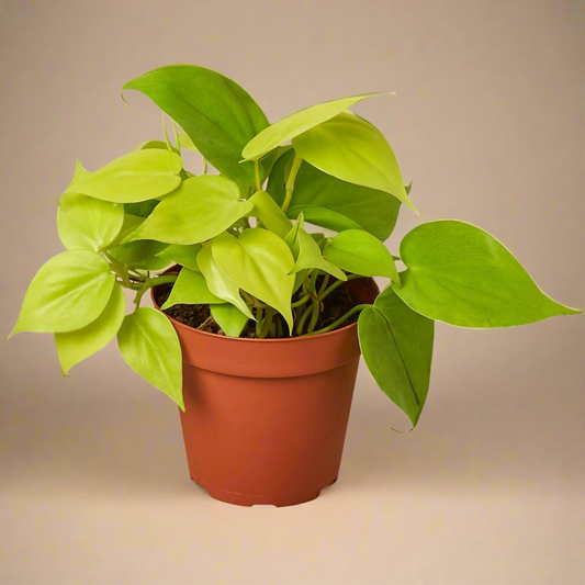 Philodendron 'Neon'