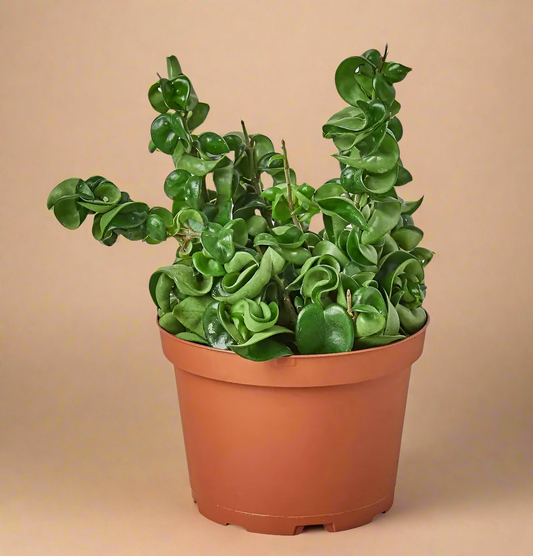 4” Hindu Rope - Hoya Carnosa ‘Compacta’