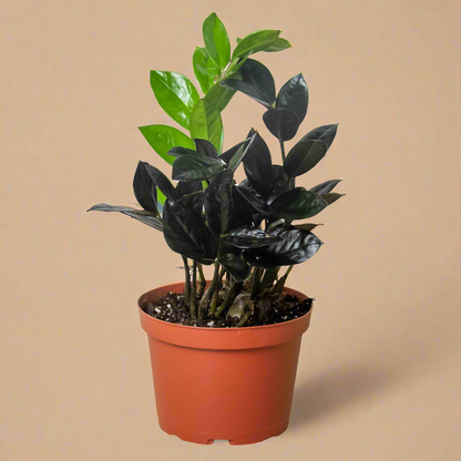 ZZ Zamioculcas 'Black Queen'