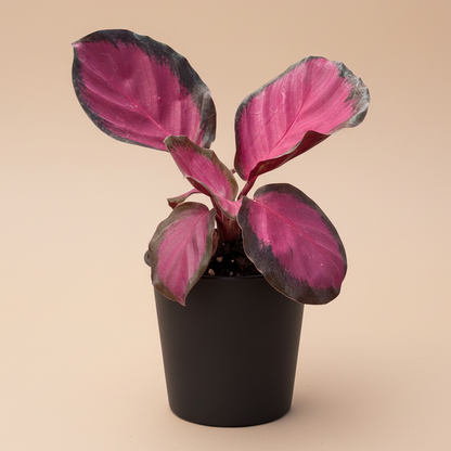 Calathea 'Purple Rose'