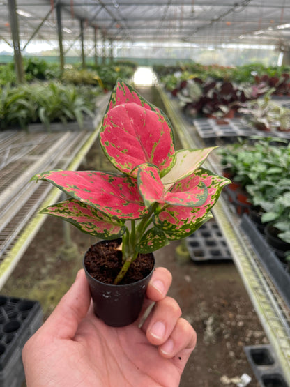 Aglaonema ‘Lady Valentine'