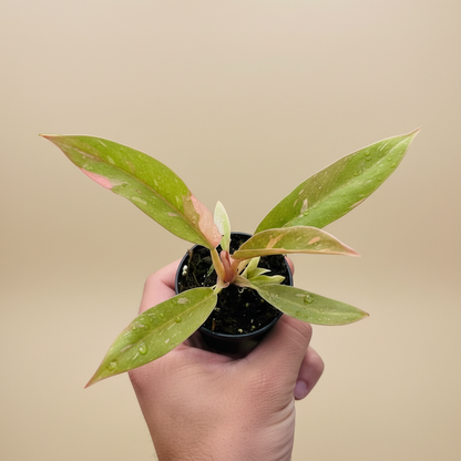 Philodendron Ring of Fire Variegated