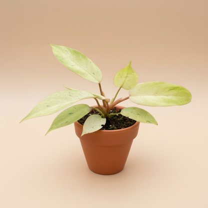 Philodendron 'Snowdrift'