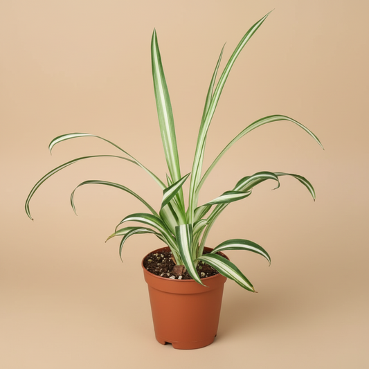 Spider Plant Reverse