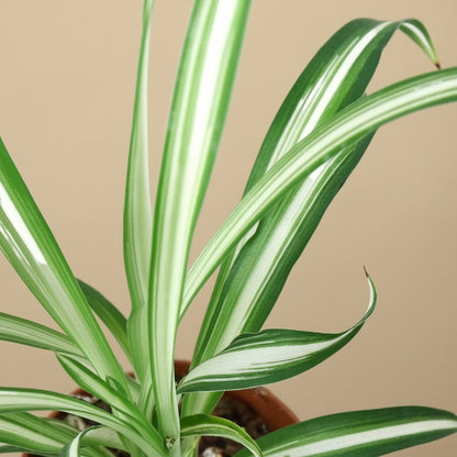 Spider Plant Reverse