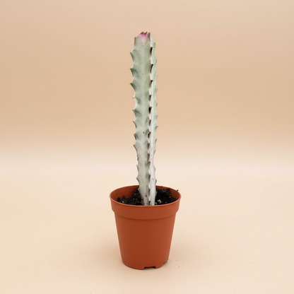 Succulent Euphorbia 'Dragon Bone'