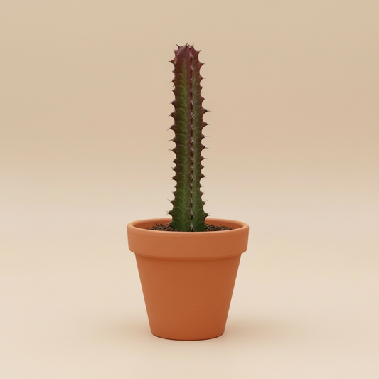 Succulent Euphorbia 'Trigona Rubra'