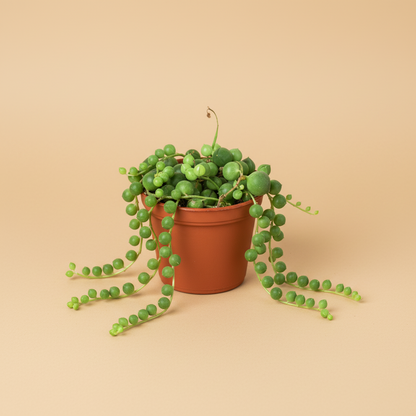 Succulent 'String of Pearls'