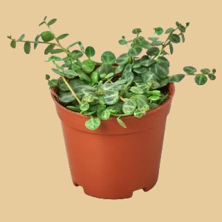 Peperomia Prostrata 'String of Turtles'