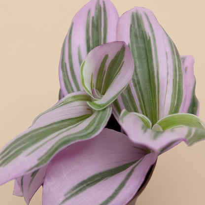 Tradescantia 'Nanouk'