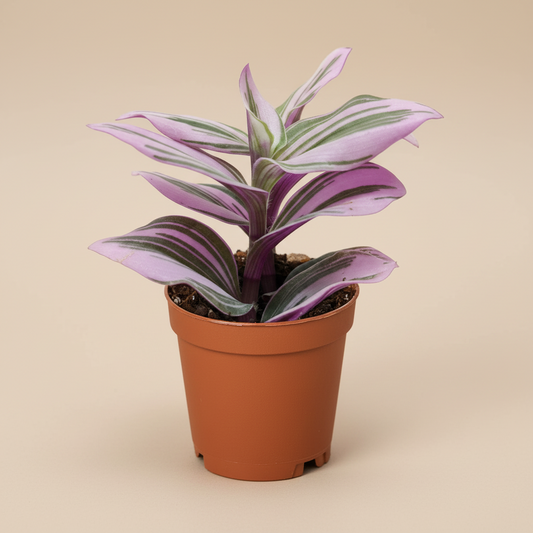 Tradescantia 'Nanouk'