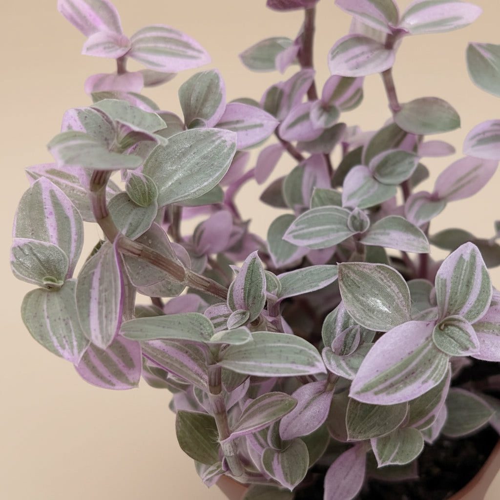 Tradescantia Callisia 'Pink Panther'