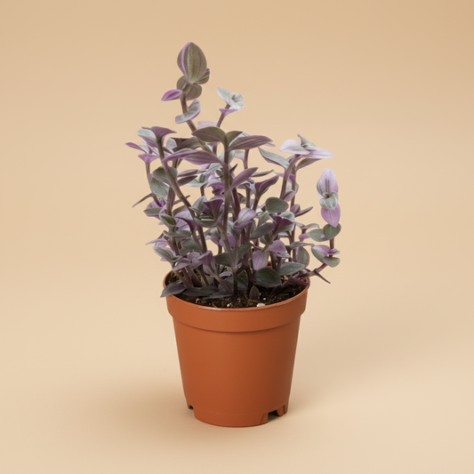 Tradescantia Callisia 'Pink Panther'