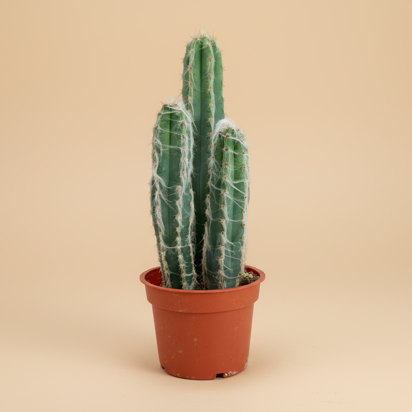 Wooly Blue Torch Cactus-Pilosocereus Pachycladus 4”