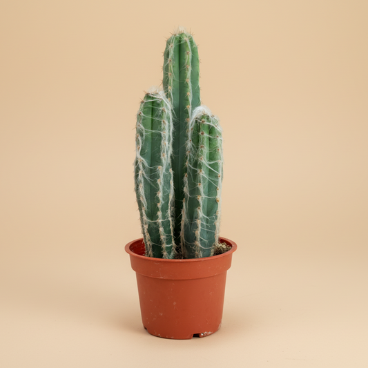 Wooly Blue Torch Cactus-Pilosocereus Pachycladus 4”