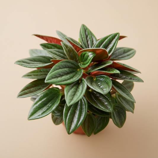 Peperomia Rosso
