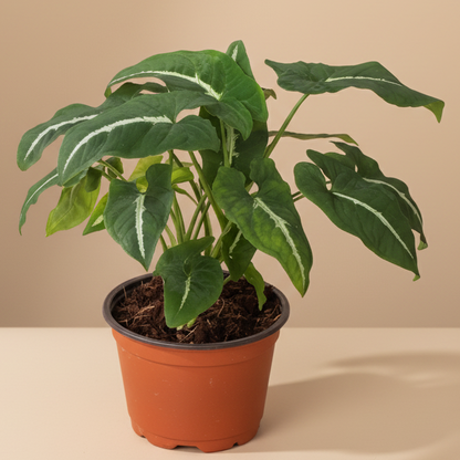 Syngonium wendlandii 'Black Velvet'