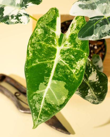 4" Variegated Alocasia 'Frydek'