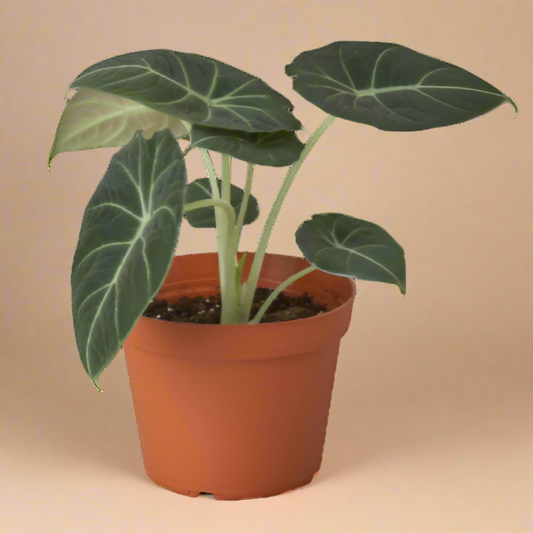 Alocasia Reginula 'Black Velvet'