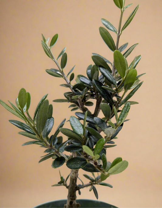 Olive Tree - Olea Europaea