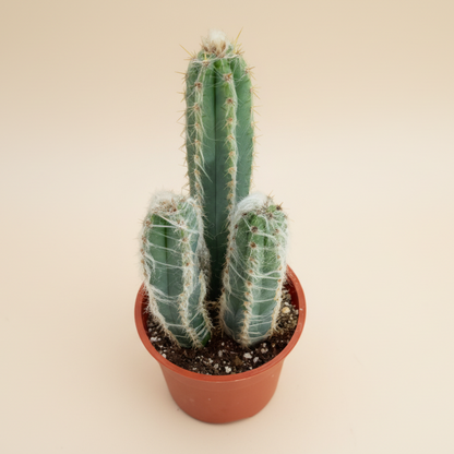 Wooly Blue Torch Cactus-Pilosocereus Pachycladus 4”