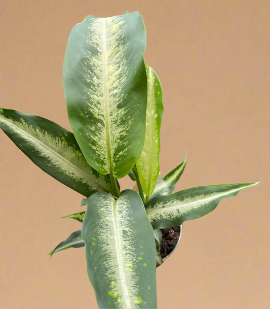 Dieffenbachia Panther