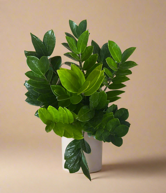 6” ZZ Plant - Zamioculcas Zamiifolia