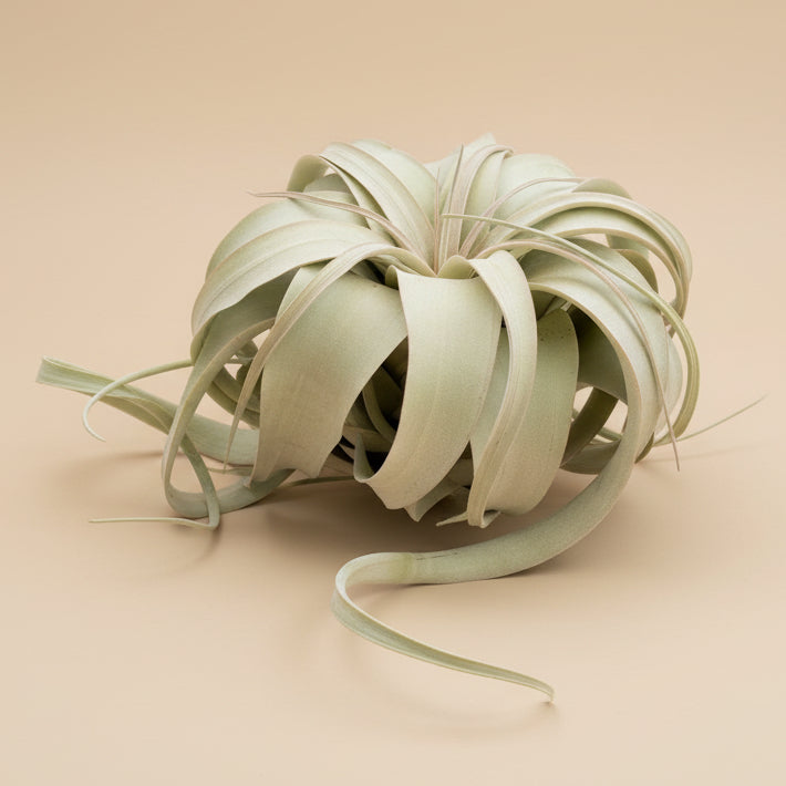 Tillandsia Xerographica - King Air Plant Large