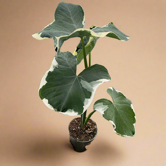 Alocasia 'Mickey Mouse' (Xanthosoma sagittifolium 'Variegatum Monstrosum')
