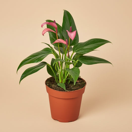 Anthurium 'Purple'