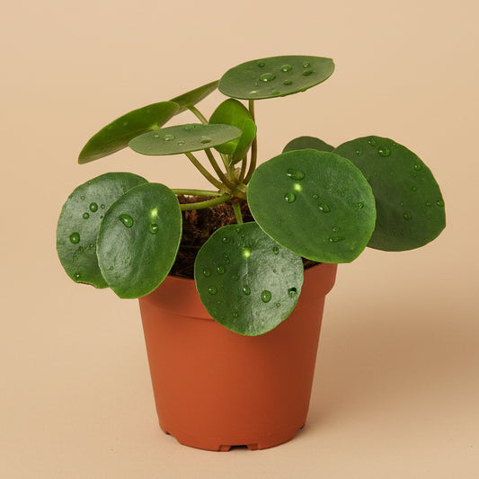 Pilea Peperomioides 'Chinese Money'