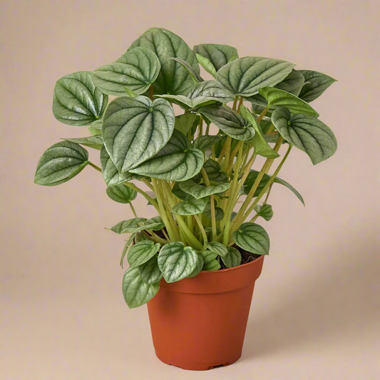Peperomia 'Frost'