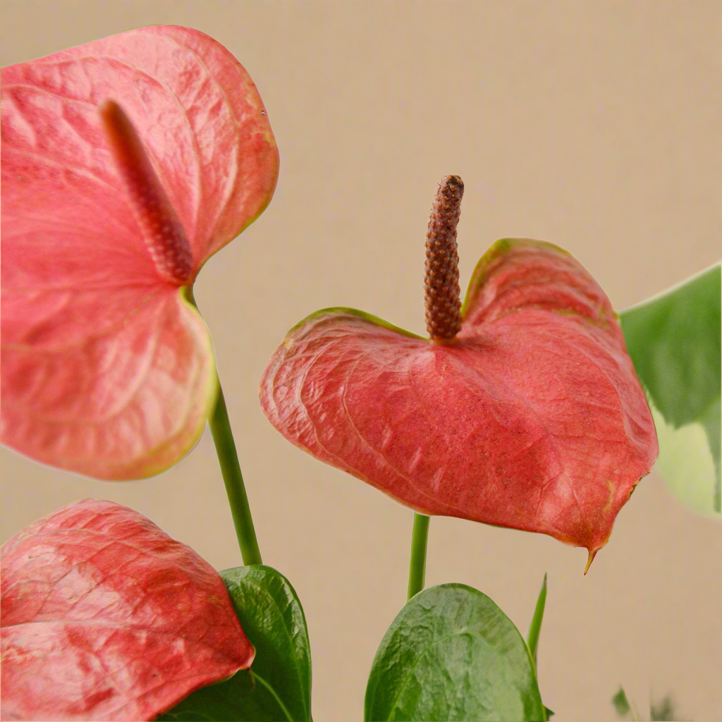 Anthurium 'Pink'