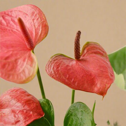 Anthurium 'Pink'